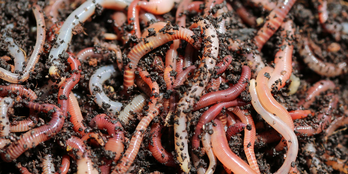 The Beginners Guide for Cultivating Living Soil