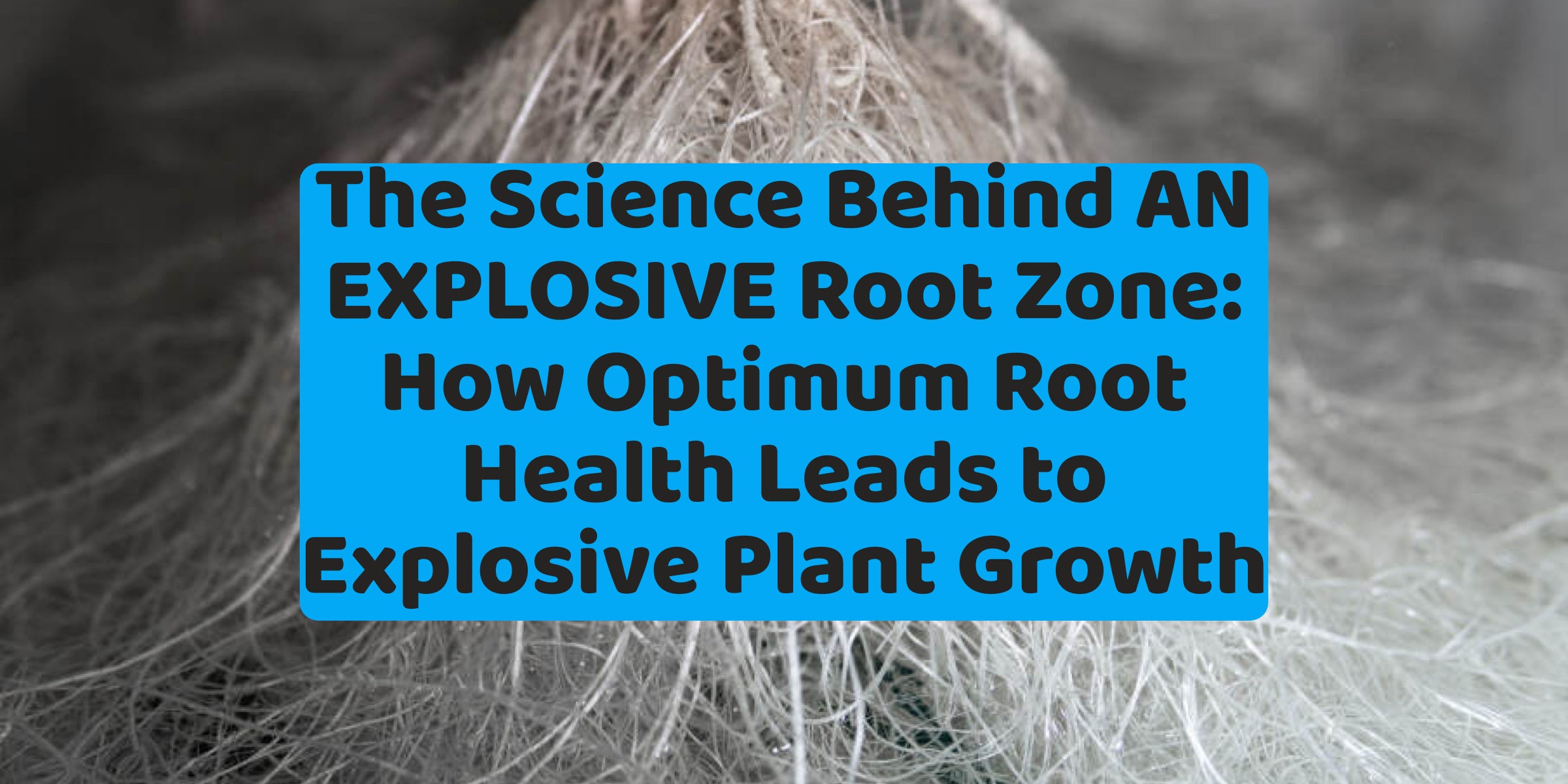 The Science Behind An EXPLOSIVE Root Zone: How Optimum Root Health Leads to Explosive Plant Growth