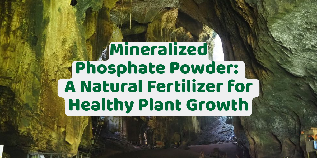 The Science Behind Mineralised Phosphate Powder: A Natural Fertilizer for Healthy Plant Growth