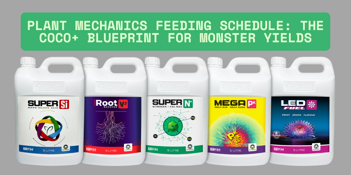 Plant Mechanics Feeding Schedule: The Coco+ Blueprint for Monster Yields in 2025