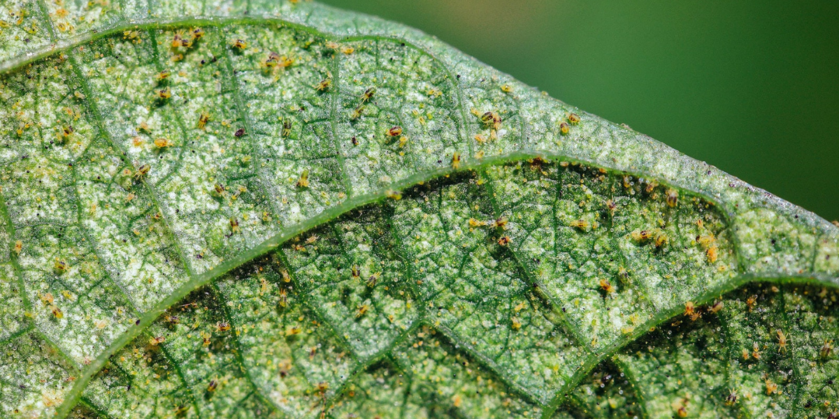 Spider Mite Identification in Australia  Spot Them Early | Dr Greenthumbs