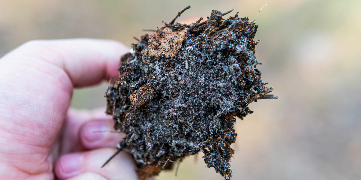 The Vital Role of Mycorrhizal Fungus in Nurturing Living Soil
