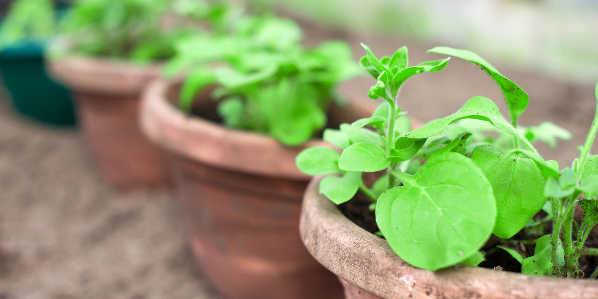 Building a Thriving Garden in a Pot with Living Soil