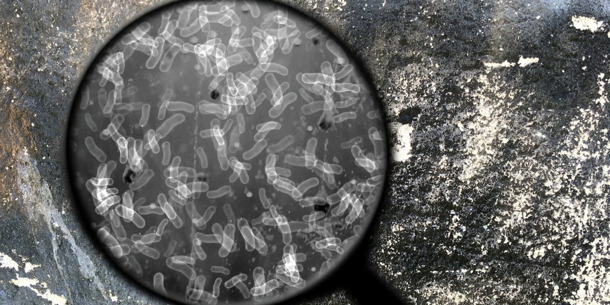 Beneficial Soil Bacteria and Mycorrhizae: A Vital Partnership