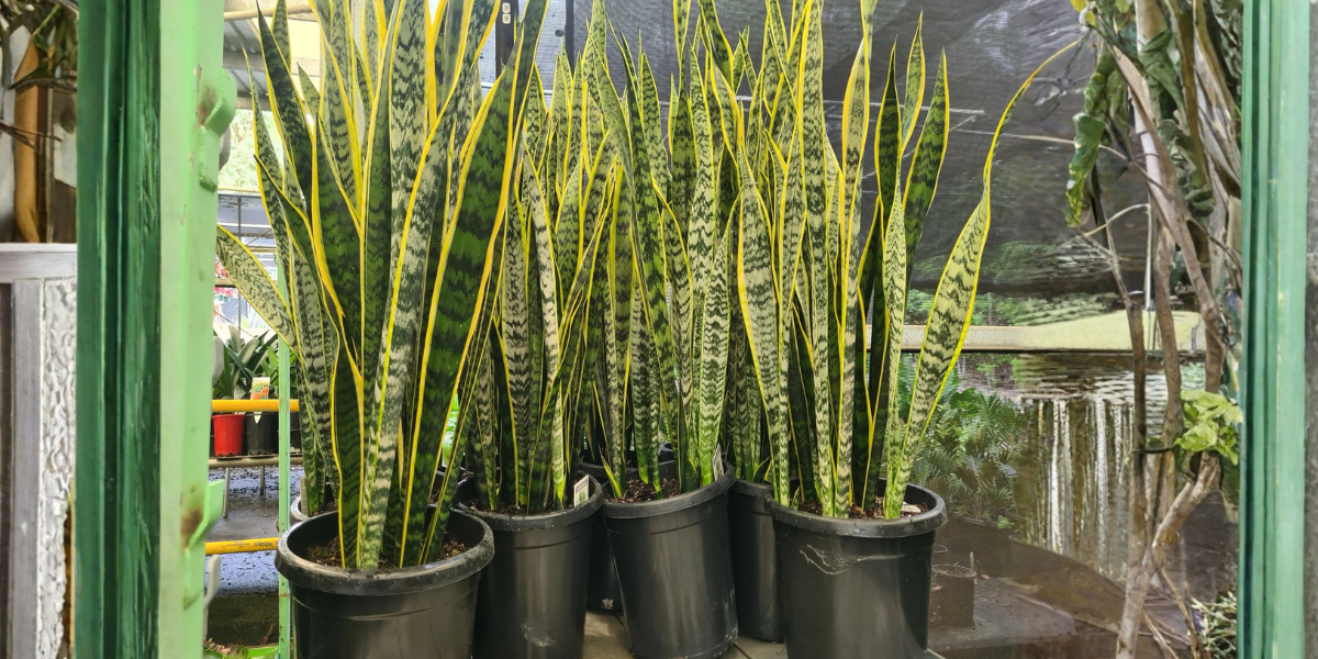 Snake Plant Care in Australia: How to Grow a Healthy Snake Plant Indoors