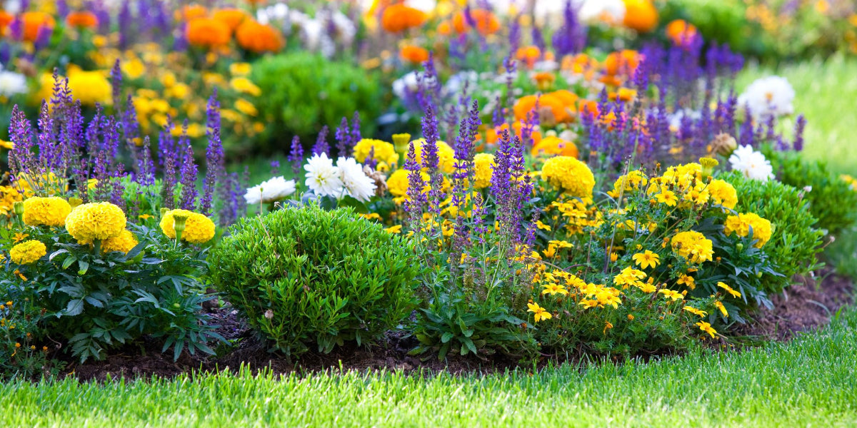 Maximizing Garden Growth with Companion Planting: An Organic Approach to Pest Control