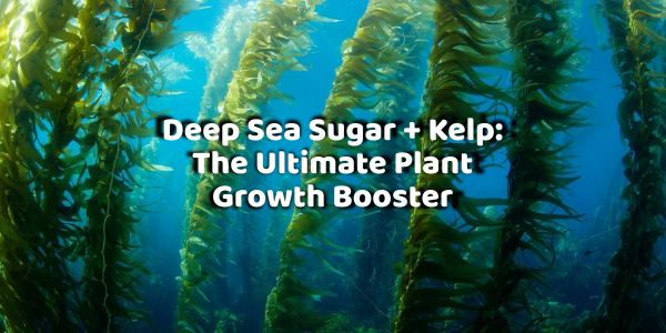 Deep Sea Sugar + Kelp: The Ultimate Plant Growth Booster