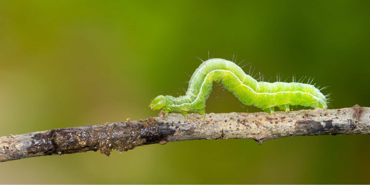 Caterpillar Pest Control in Australia: How to Stop Them Destroying Your Plants (Fast)