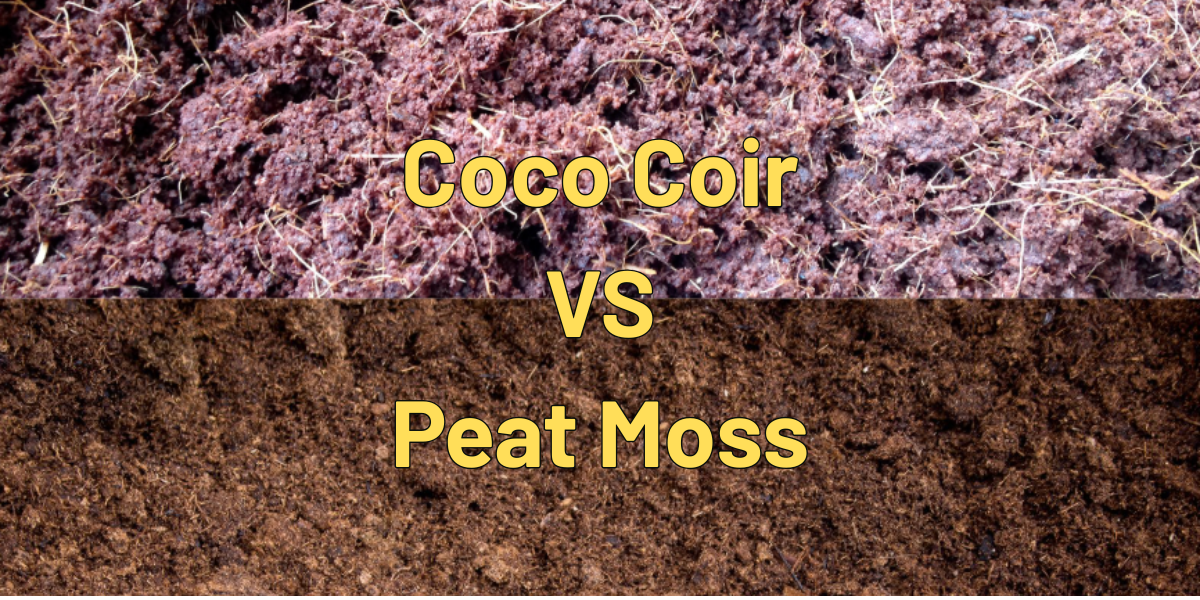 Coco Coir Vs Peat Moss: Which is better for your Garden?