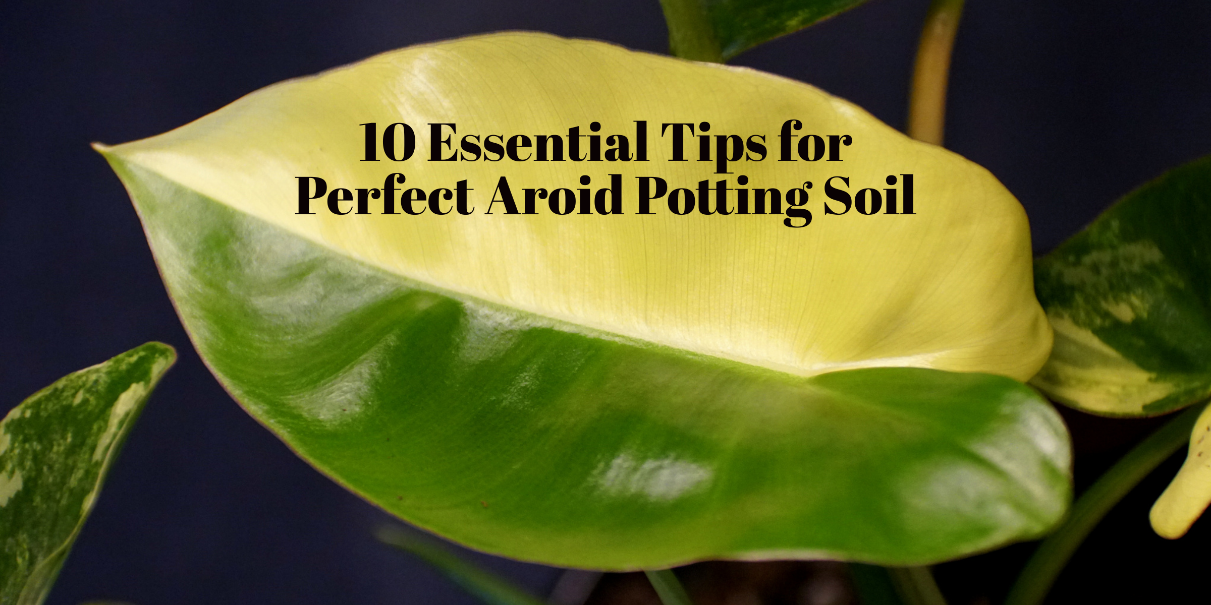 10 Essential Tips for Perfect Aroid Potting Soil: A Comprehensive Guide to Thriving Indoor Plants