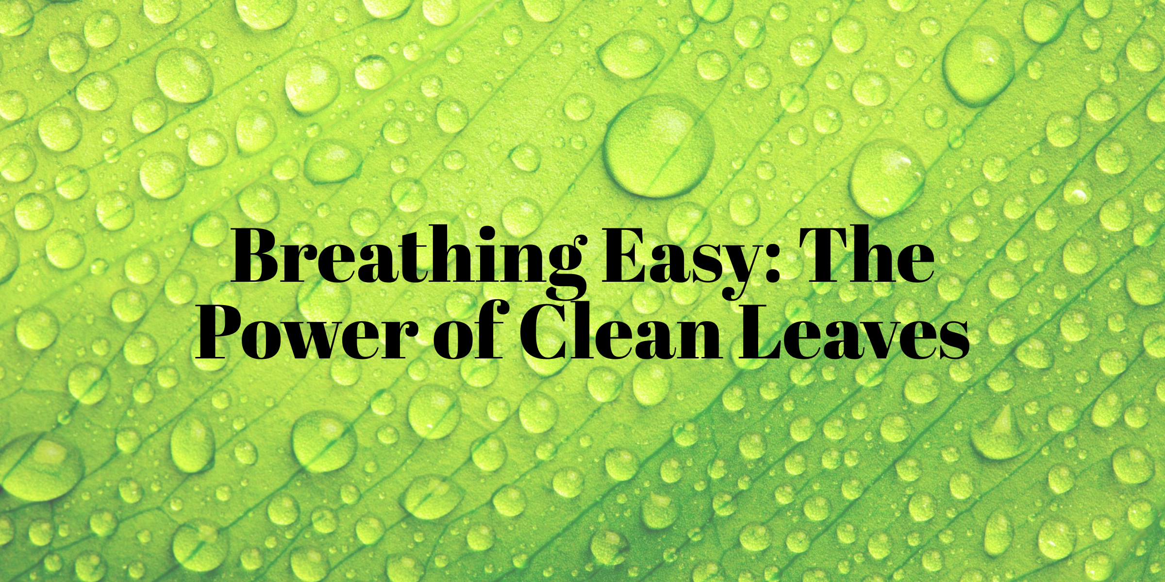 Breathing Easy: The Power of Clean Leaves with TurboWash – Your Natural Path to Healthier Plants