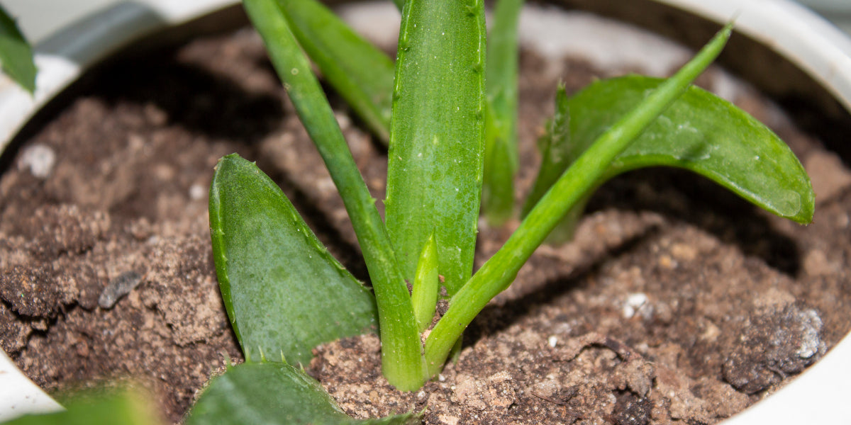 10 Essential Tips for Successfully Growing Medicinal Plants