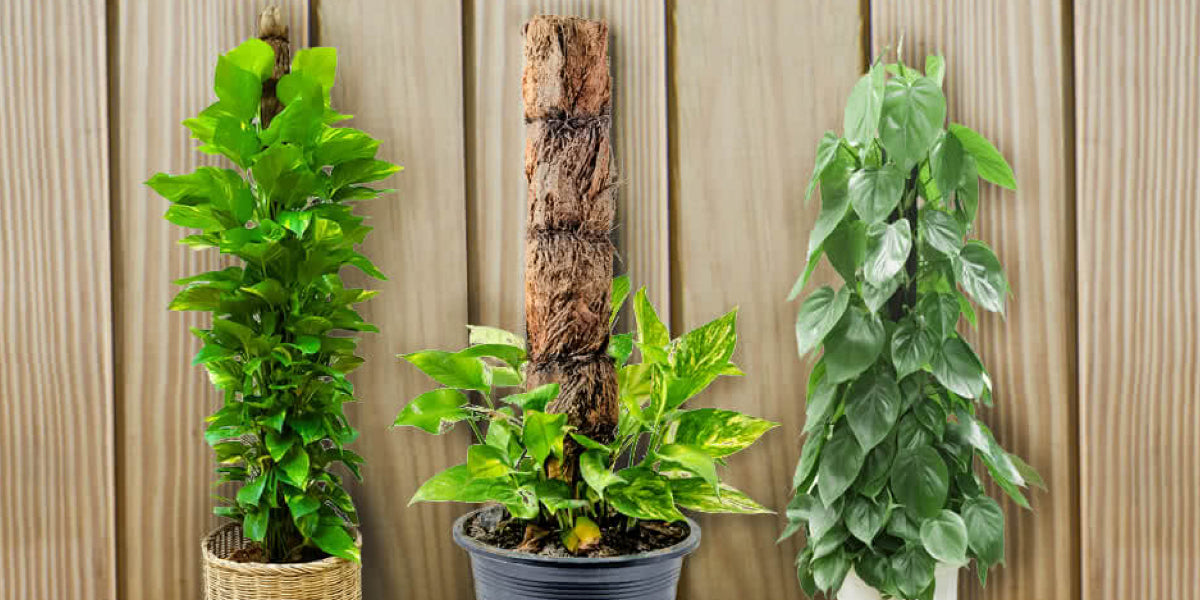Green Living: Transforming Your Home's Air Quality with Houseplants and Moss Poles