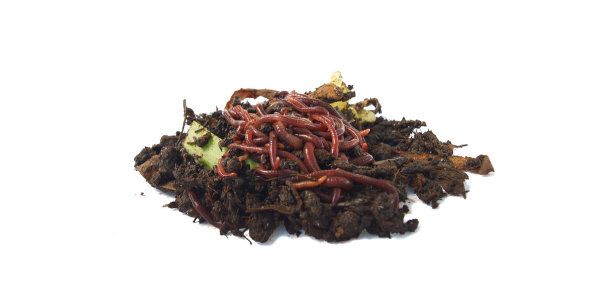 From Waste to Nutrient-Rich Soil: The Art of Nutrient Recycling