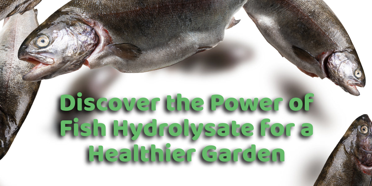 Discover the Power of Fish Hydrolysate for a Healthier Garden