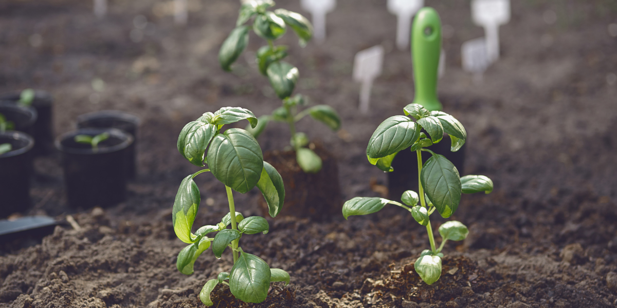 The Relationship between Amino Acids and Calcium: An Essential Factor in Plant Nutrition