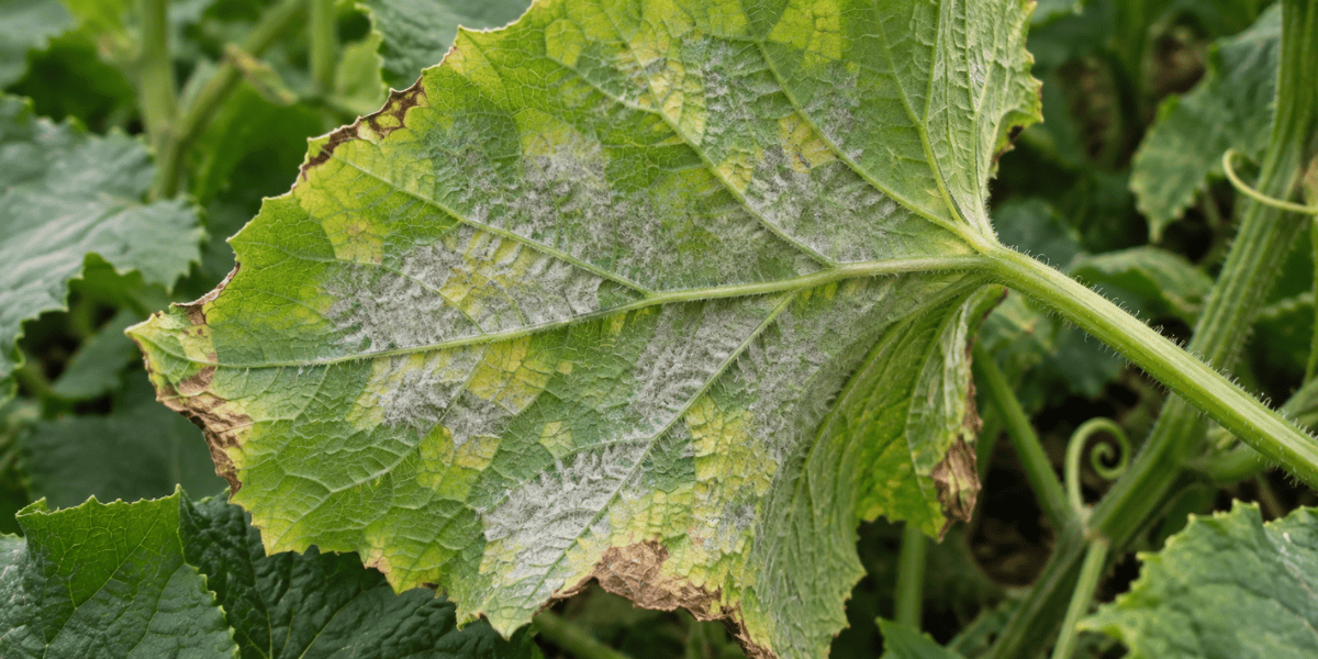 Downy Mildew: Symptoms, Treatment & Prevention in Australian Gardens