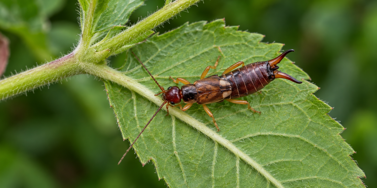 Earwigs in Australia: How to Identify, Control & Get Rid of Them