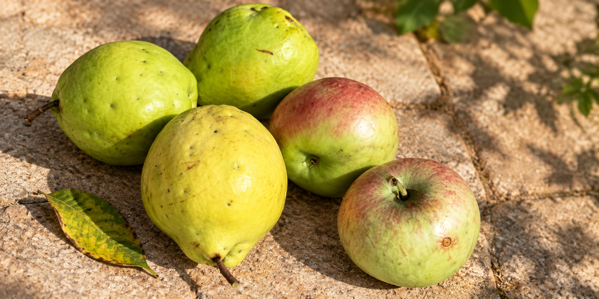 Fruit Fly Control Australia: How to Stop Queensland Fruit Fly
