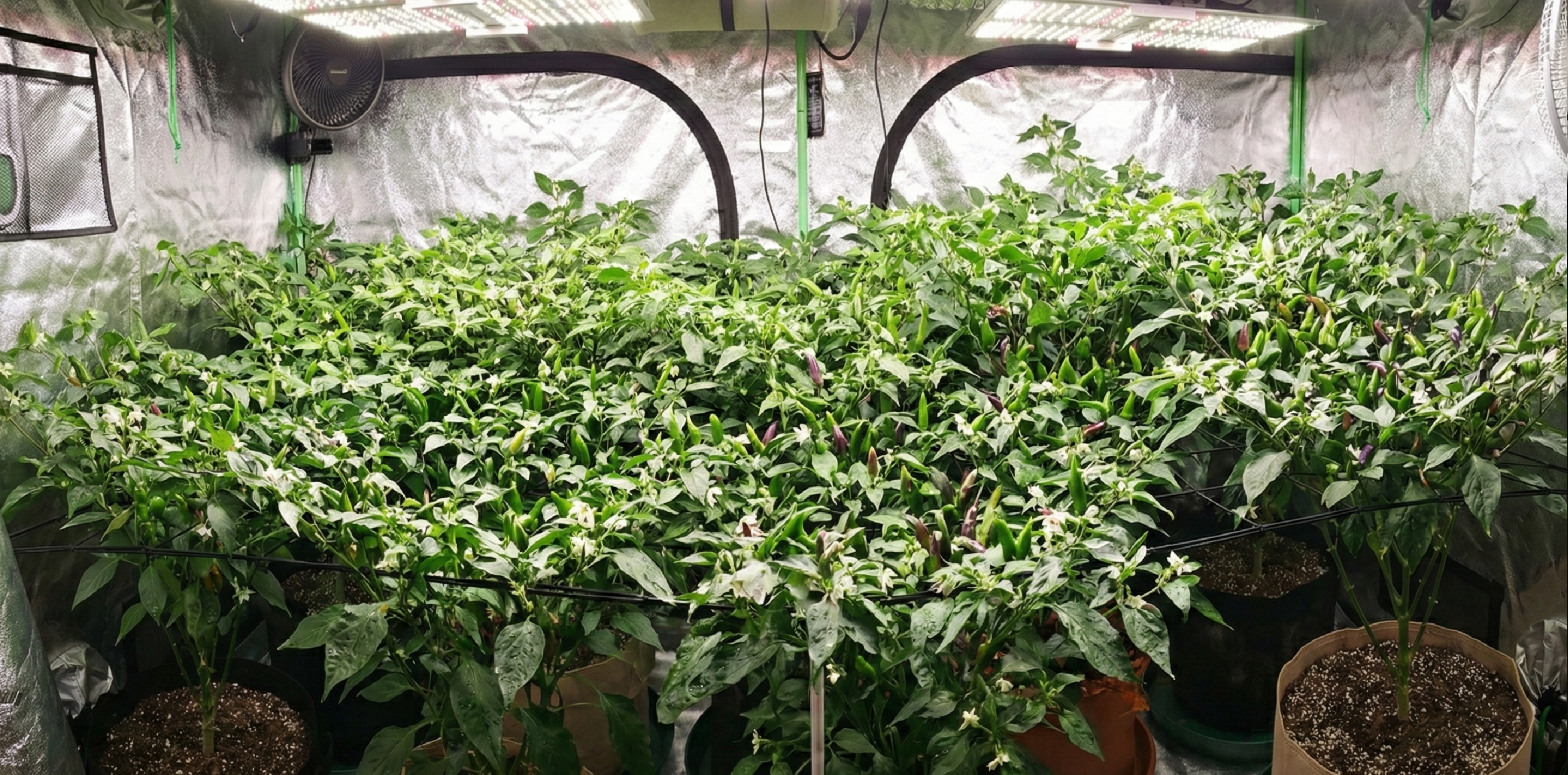 The Complete Manual for Indoor Gardeners on Vapor Pressure Deficit (VPD) - Free VPD Calculator