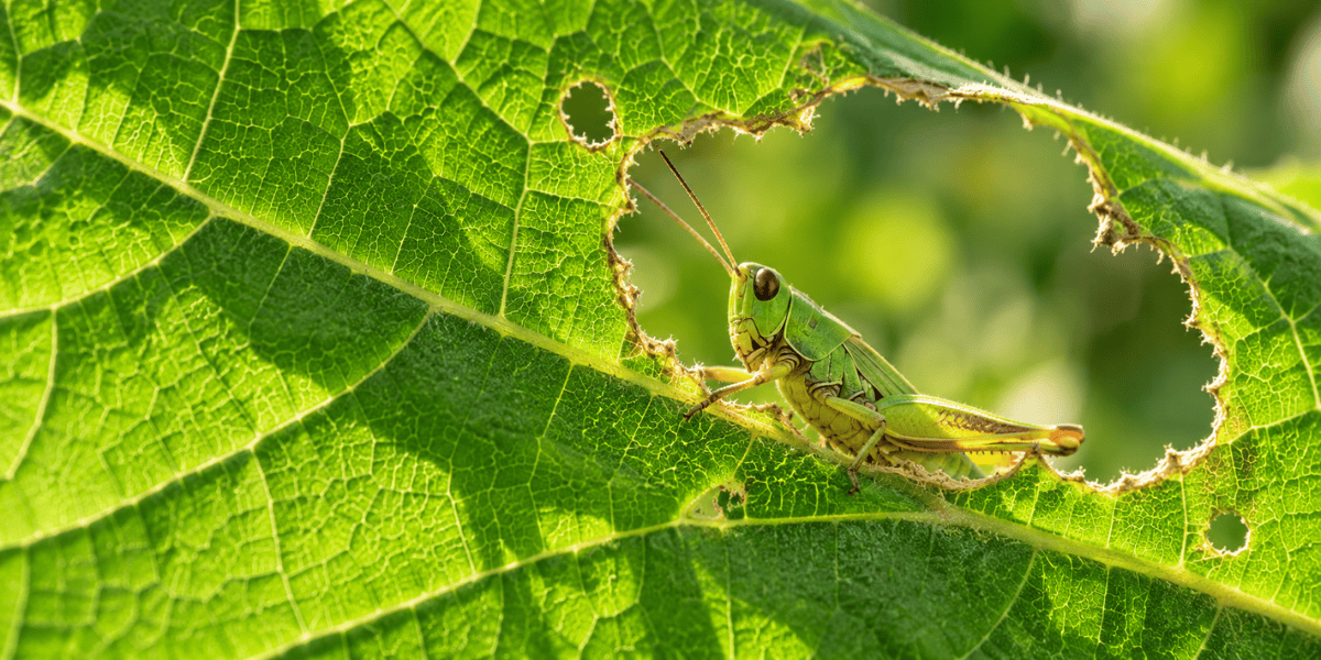 How to Get Rid of Grasshoppers in Your Garden