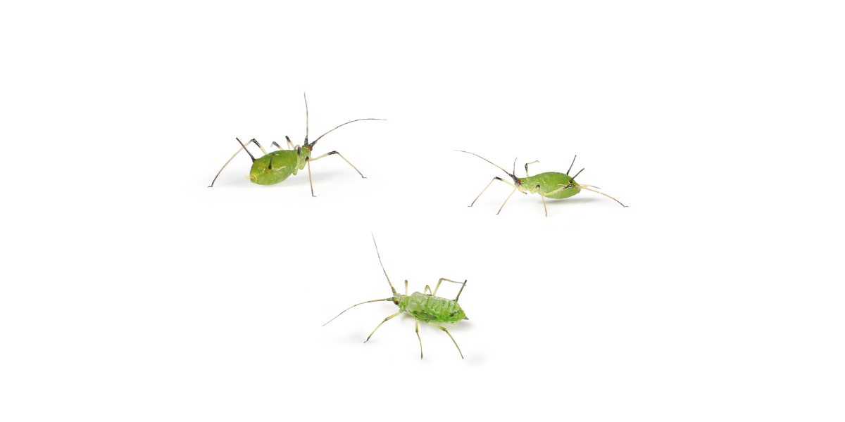 How to Get Rid of Aphids Fast (Complete Guide for Aussie Gardens)