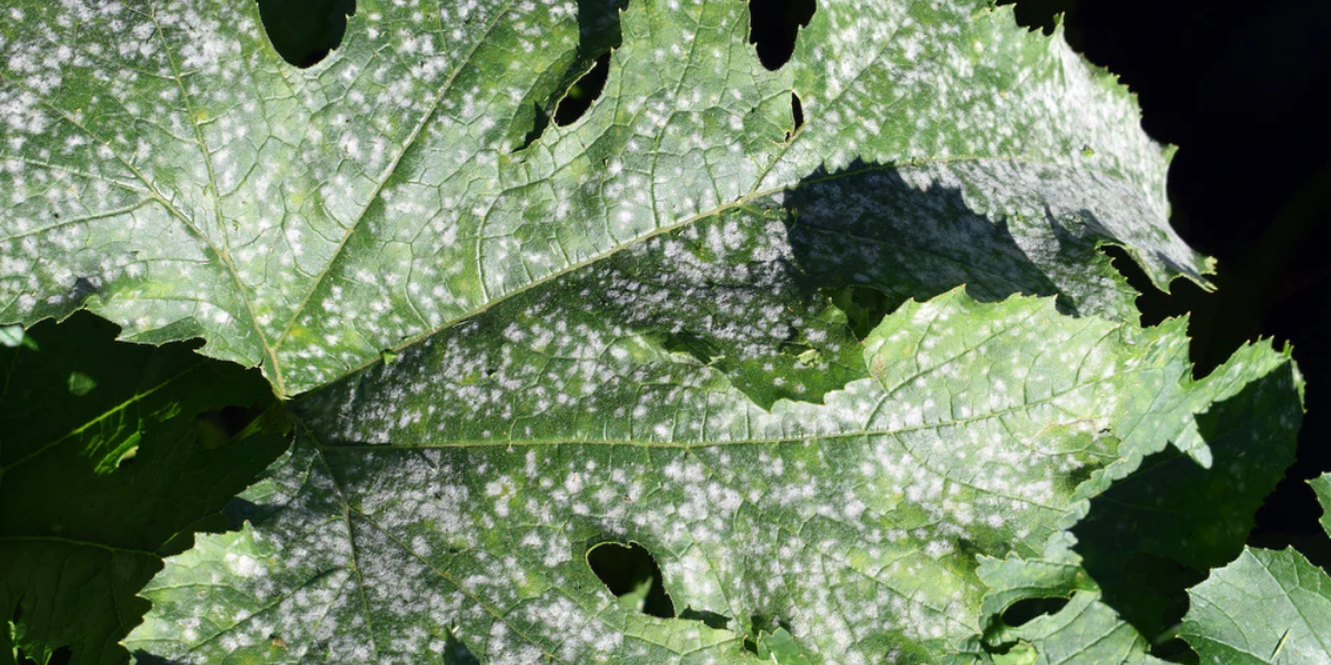 How to Get Rid of Powdery Mildew (Fast, Naturally & For Good)