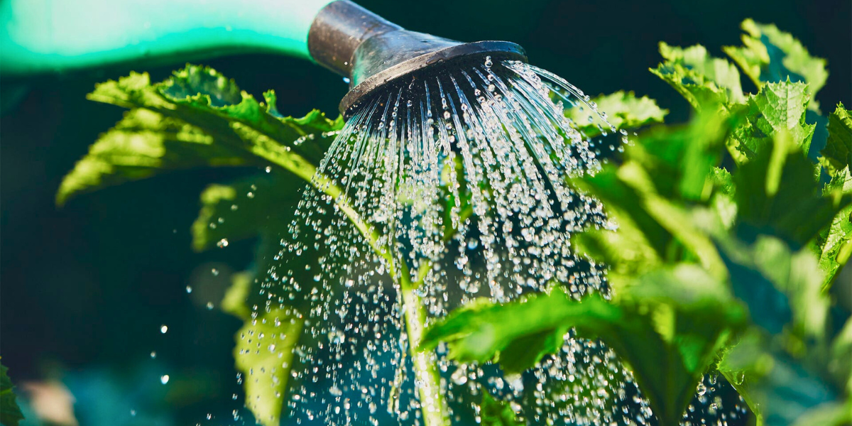 How to Correctly Water Your Garden: 7 Aussie Rules for Healthy, Low-Fuss Plants 🌿💧