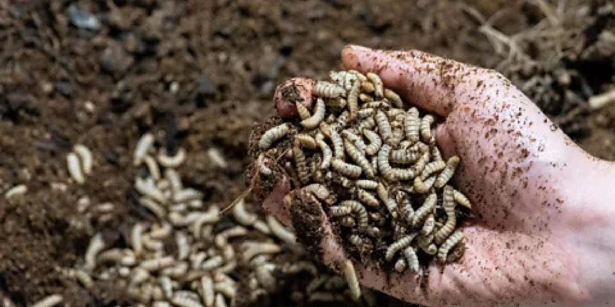 Insect Frass 101: The Aussie Gardener’s Secret Weapon 🌱