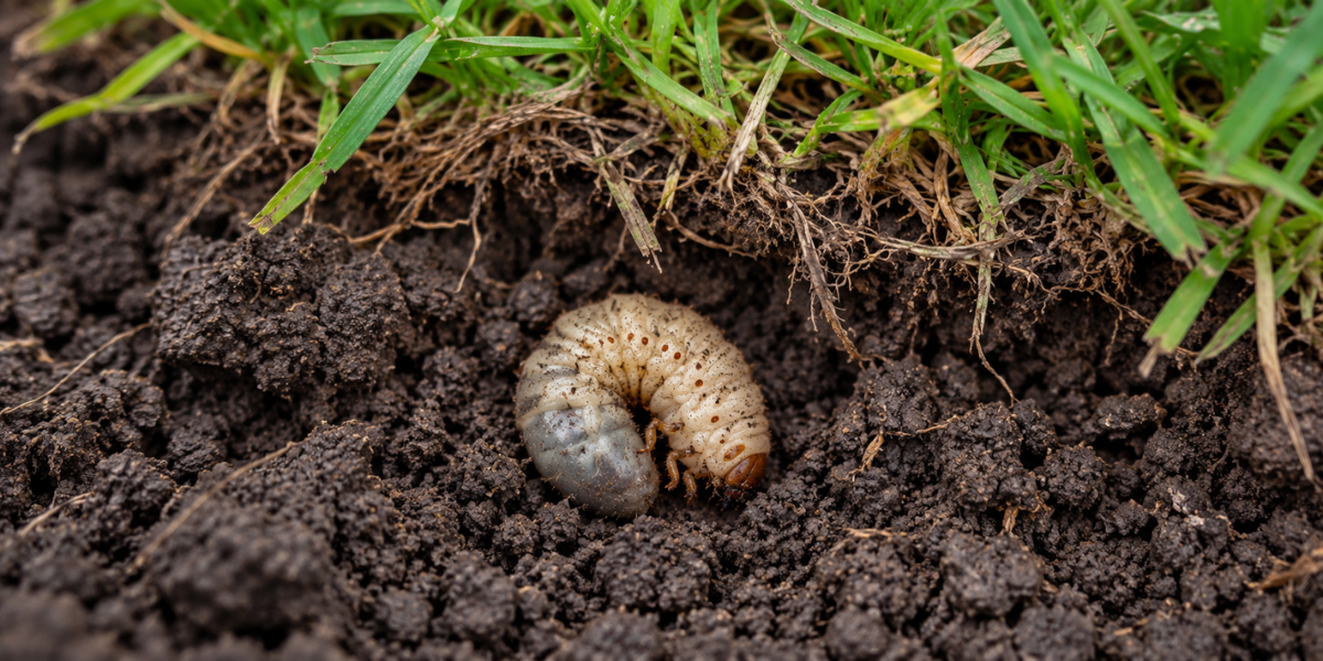 Lawn Grubs Australia: How to Identify, Treat & Prevent Them