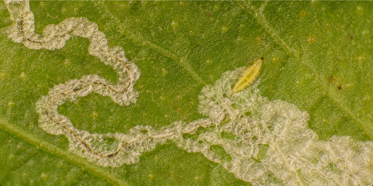 Citrus Leaf Miner: How to Identify, Treat & Prevent It in Australia