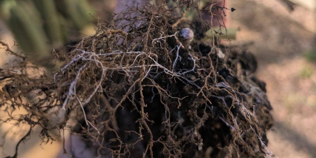 Mycorrhizal Fungi in Australian Gardens: The 2025 Ultimate Guide 🌱