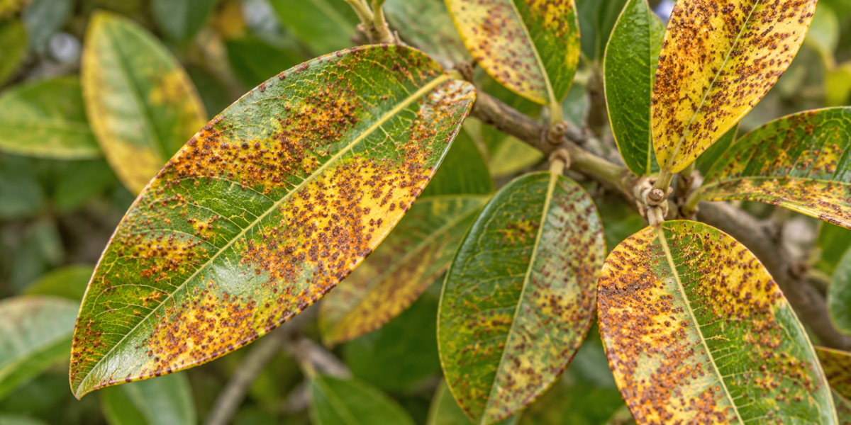 Rust on Plants: How to Identify, Treat & Prevent Plant Rust in Australia