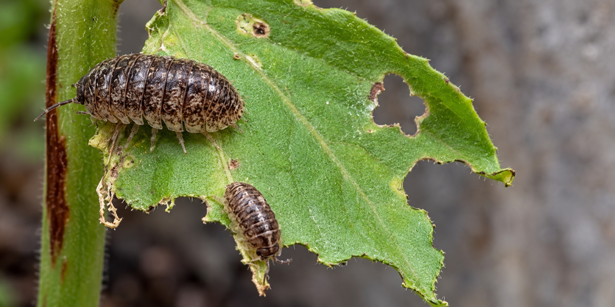 Slater Bugs in the Garden: What They Eat & How to Control Them
