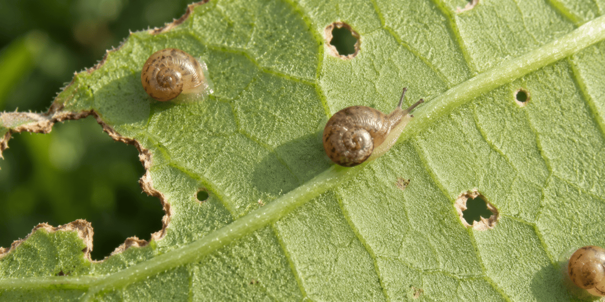 Snail Repellent Australia: How to Get Rid of Snails & Slugs in Your Garden