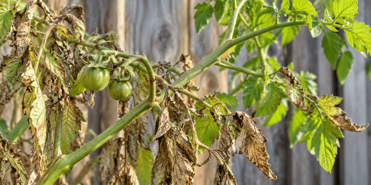 Tomato Russet Mite: How to Identify, Treat & Prevent It in Australia
