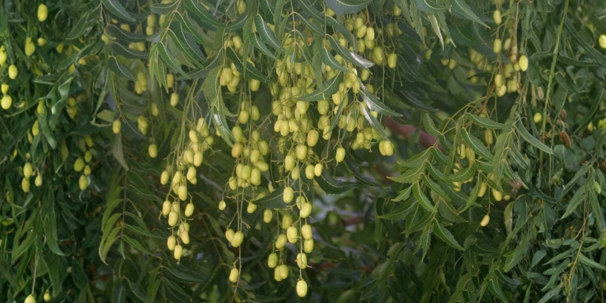 Neem Oil vs Azadirachtin: Which Works Better for Garden Pests in Australia?