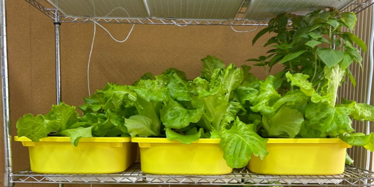 Hydroponics for Beginners: The Aussie Backyard Guide 🌱