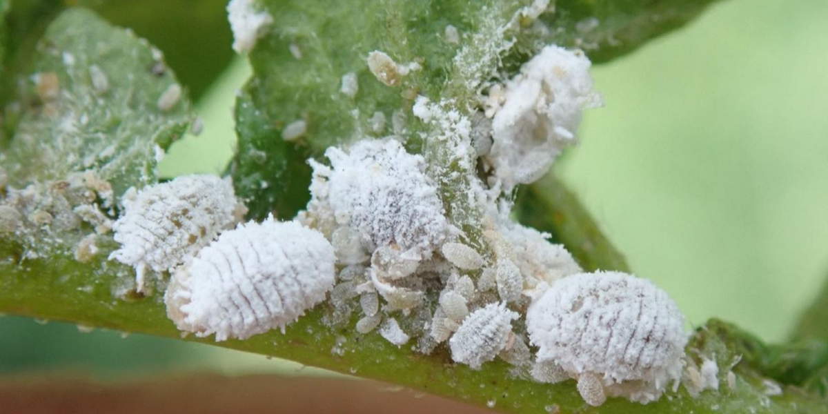 Mealybug Control in Australia: Identify, Prevent & Treat Fast
