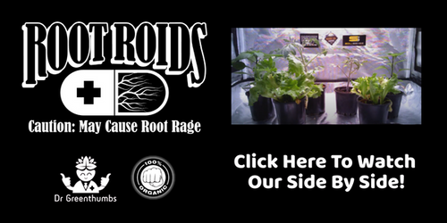 Unlocking the Power of Living Soil and Mycorrhizae: How Root Roids Can
