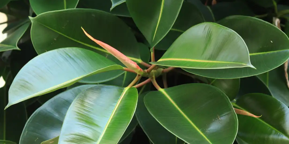 Rubber Plant Care in Australia: How to Grow a Healthy, Glossy Ficus elastica Indoors