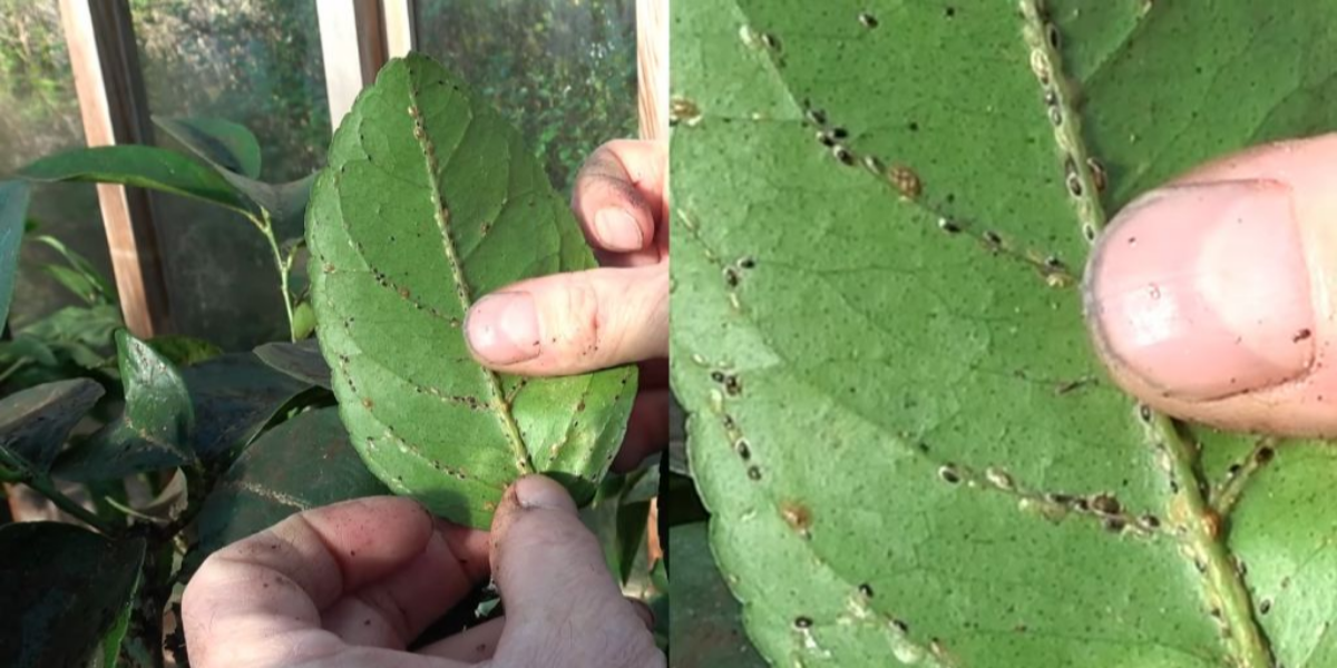 Scale Insect Control in Australian Gardens