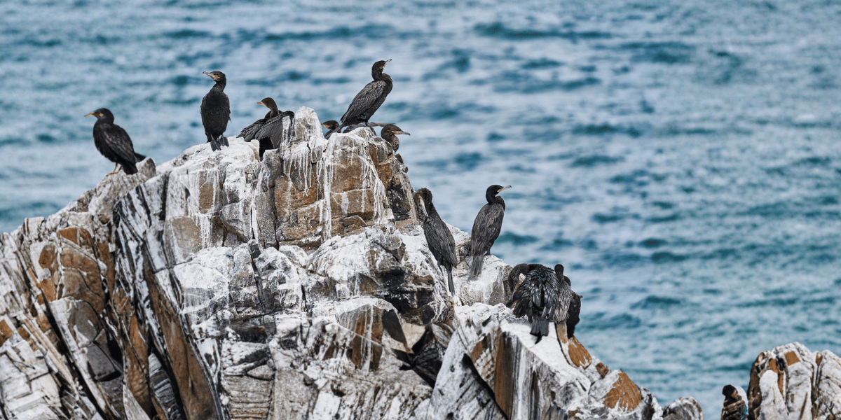 Seabird Guano: The Ultimate Aussie Grower Guide 2025