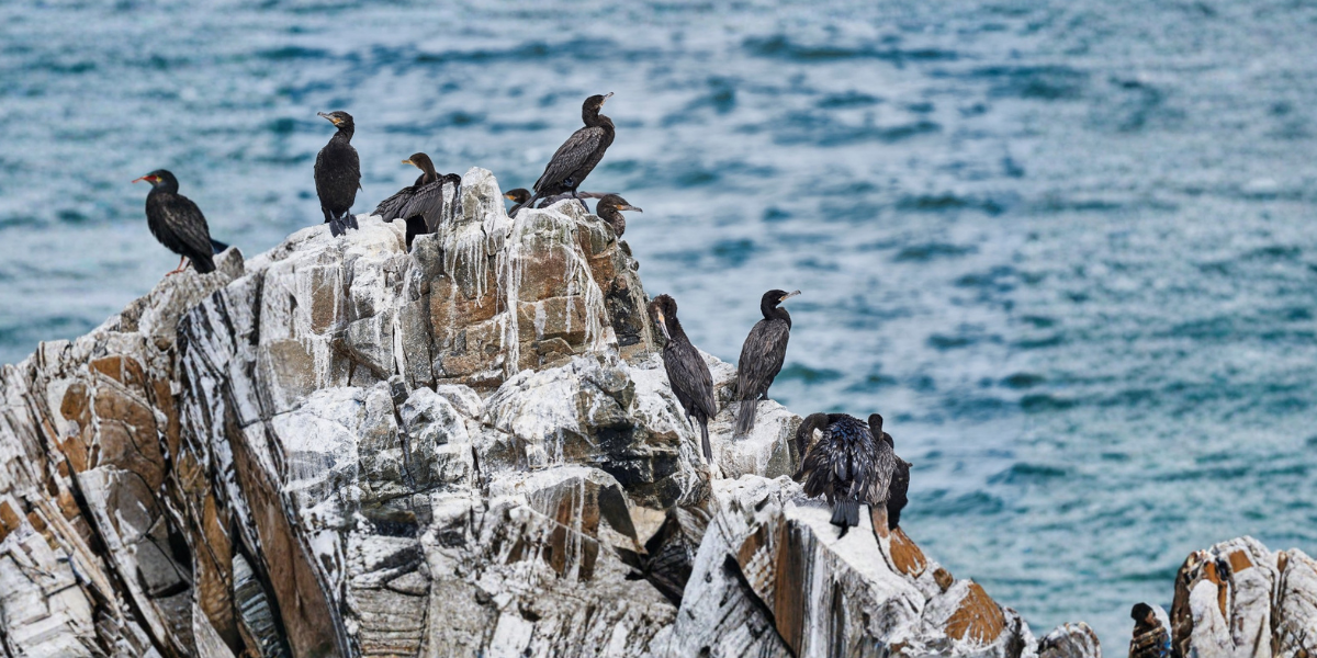 Seabird Guano: The Ultimate Aussie Grower Guide 2025