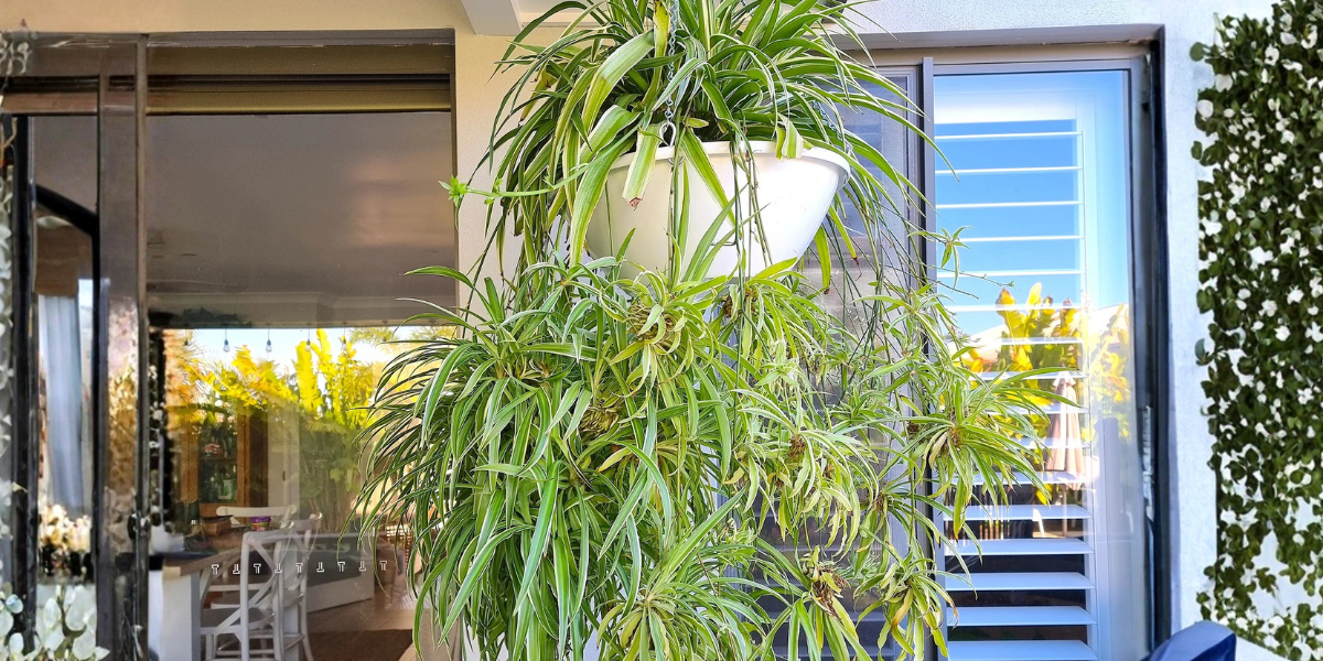 Spider Plant Care in Australia: How to Grow a Healthy Spider Plant Indoors
