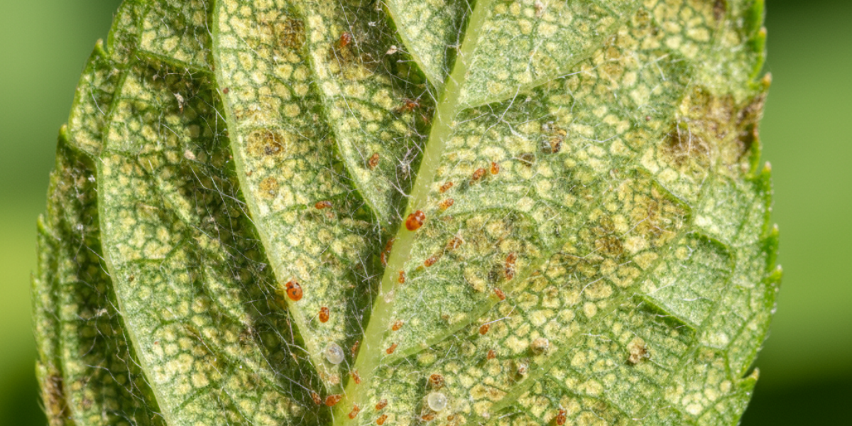 Spider-Mite Control in Australia