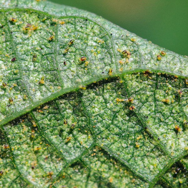 Spider Mite Identification in Australia  Spot Them Early | Dr Greenthumbs
