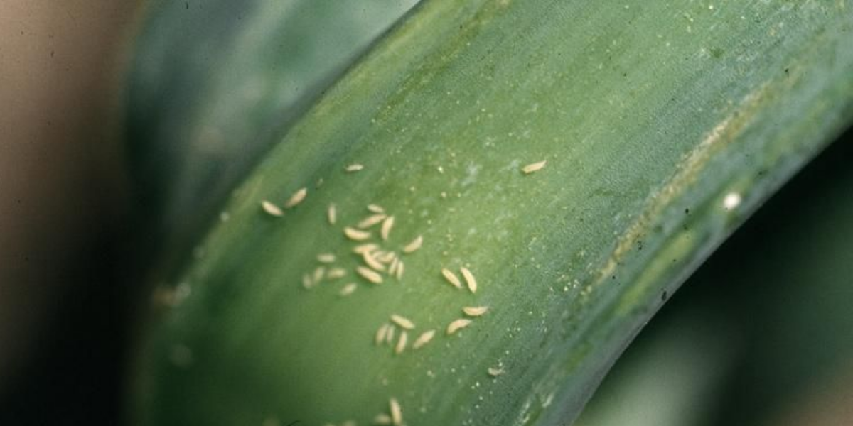 Thrips Control in Australia (2025 Guide)