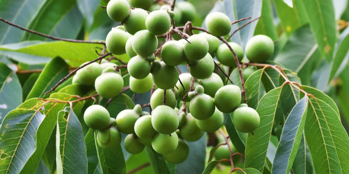 Using Soap Nuts in Organic Gardening: Benefits, Pest Control & How to Use Them Safely