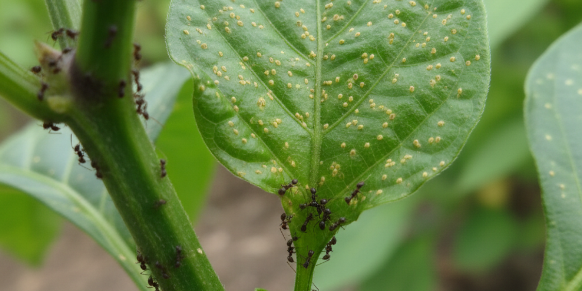 Which Pest, When? Your Seasonal Guide to Australian Garden Pests